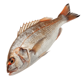 Closeup view of a fresh whole fish with reddishorange tail and fins against a black background png