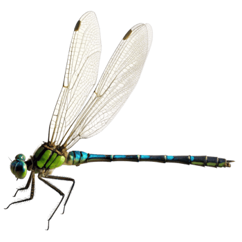 Detailed Closeup of a Vibrant Green and Blue Dragonfly with Translucent Wings png