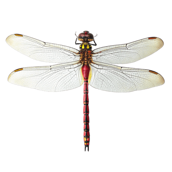 Stunning Closeup of a Dragonfly with Red and Yellow Abdomen Against Black Background png