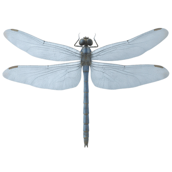 Detailed Closeup of a Dragonfly Specimen with Translucent Wings and BlueGray Body png
