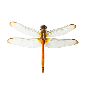 Stunning Dorsal View of a Dragonfly with Transparent Wings and Orange Abdomen png