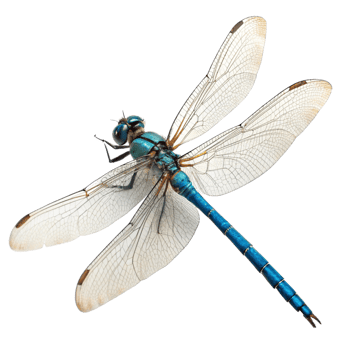 Stunning Closeup of a Vibrant Blue Dragonfly with Transparent Wings Against a Black Background png