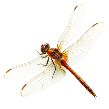 Closeup of a vibrant dragonfly with translucent wings against a black background png