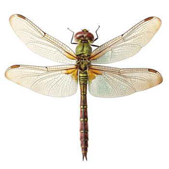 Detailed Closeup of a Dragonfly Specimen with Intricate Wing Veins and Body Segmentation png