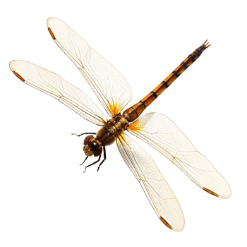 Closeup of a Dragonfly with Translucent Wings Against a Black Background png