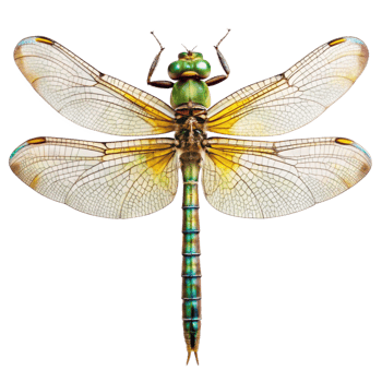 A Stunning Closeup of a Vibrant Green and Yellow Dragonfly with Intricate Wing Veins png