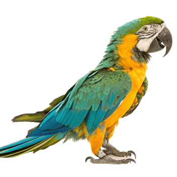 Vibrant Blue Gold Macaw Parrot Bird Striking Pose on Black Background png