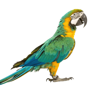 Vibrant Blue Throated Macaw Parrot Bird with Yellow and Green Feathers on Black Background png