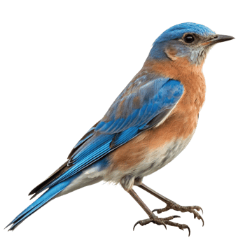 Stunning Closeup of a Male Eastern Bluebird Perched on a Black Background png