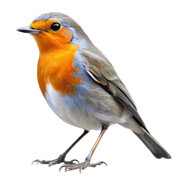 Closeup of a European Robin Bird on Black Background Detailed View of Feathers and Talons png