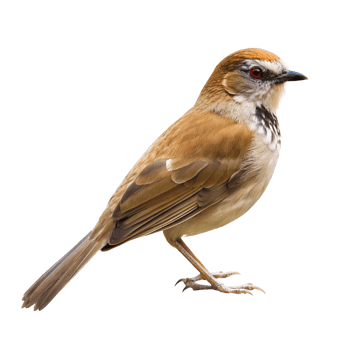 Stunning Closeup of a Chestnuttailed Minla Bird on Black Background png