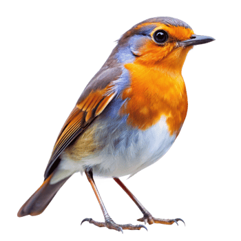 Vibrant European Robin Bird Detailed Closeup Photography png
