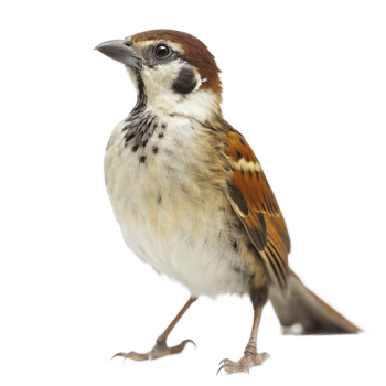 A Stunning Closeup of a Eurasian Tree Sparrow Perched Against a Black Background png