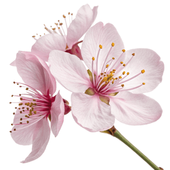 Closeup of Delicate Pink Almond Blossom Flowers with Yellow Stamens png