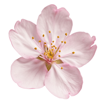 Closeup of a Delicate Pink Blossom with Yellow Stamens a Stunning Floral Macro Photograph png