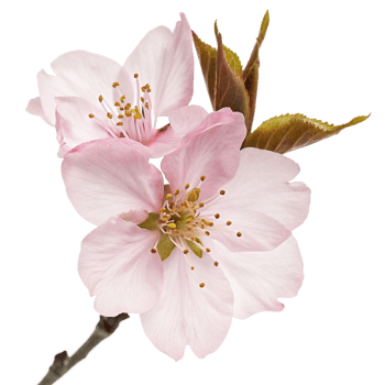 Closeup of Two Delicate Pink Cherry Blossoms on a Branch png