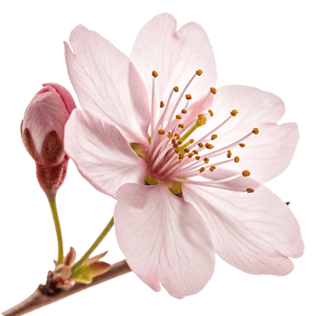 Closeup of a Delicate Pink Flower Blossom with a Bud, Springtime Bloom, Nature Photography png