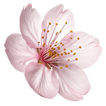Closeup of a Delicate Pink Flower Blossom with Yellow Stamens png