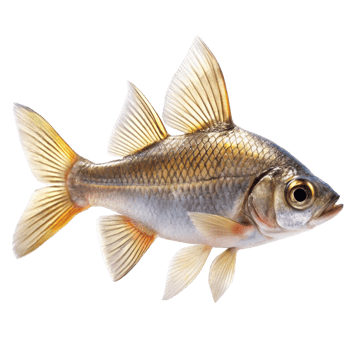 Closeup of a stunning freshwater fish with striking dorsal fins and golden tail png