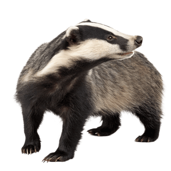 European Badger Standing Profile Isolated on Black Background Wildlife Mammal png