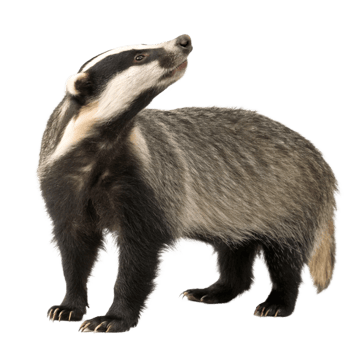 European Badger Standing Profile View Wildlife Animal Mammal Nocturnal Creature png