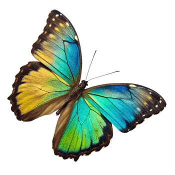 Spectacular iridescent blue green butterfly with yellow accents on black background png