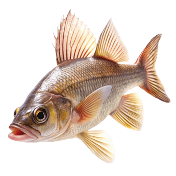Closeup of a Stunning Freshwater Fish with Striking Dorsal and Caudal Fins png