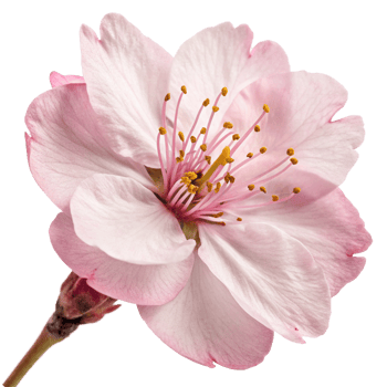 Closeup of a Delicate Pink Almond Blossom Flower with Visible Stamens and Petals png