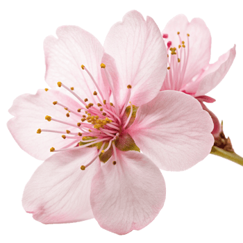 Closeup of Two Delicate Pink Almond Blossoms on a Black Background png
