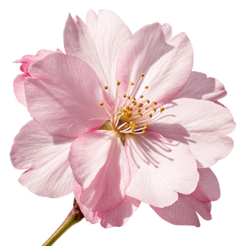Closeup of a Delicate Pink Cherry Blossom Flower with Visible Petals and Stamens png