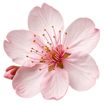 Closeup of a Delicate Pink Flower Blossom with Visible Veins and Stamens png