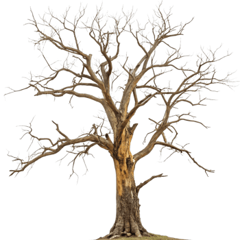 A Majestic Bare Tree Standing Tall Against a Black Background png
