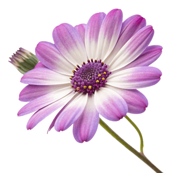 Closeup of a beautiful light purple Osteospermum flower with a white center and a bud png