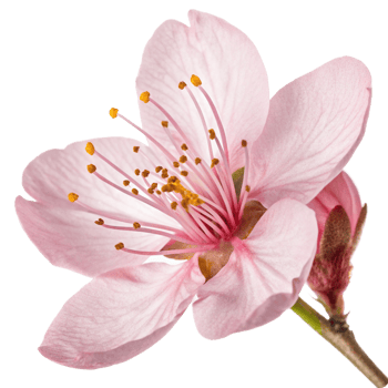 Closeup of a Delicate Pink Flower Blossom with Visible Stamens and Petals png