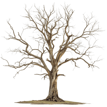 Majestic Winter Tree Bare Branches Against Black Background png