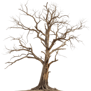A Majestic Old Tree with Barren Branches Reaching Skyward Against a Black Background png