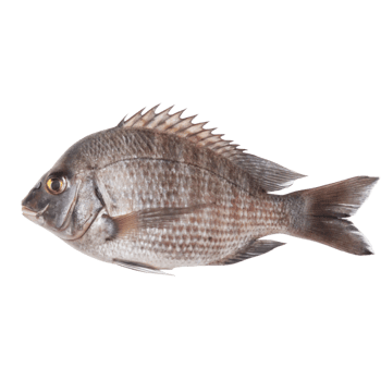 Closeup view of a single raw grey fish isolated on a black background showing details of its scales, fins, and body structure png