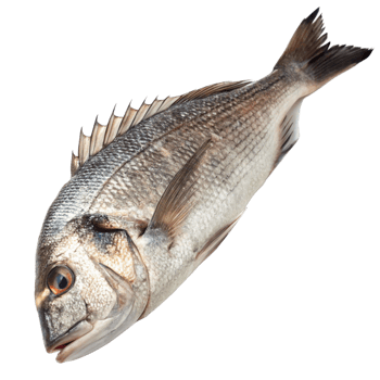 Closeup of a Freshly Caught GreyishBrown Fish with Visible Scales and Fins png