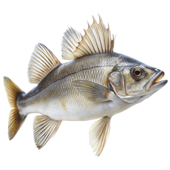 Closeup of a beautiful and vibrant fish with prominent dorsal fins png