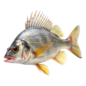 Closeup of a Striking Goldband Goatfish Showing Detailed Fins and Scales png