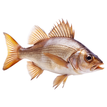 Closeup of a Single Beautiful Fish with Spiked Fins and Golden Tail png