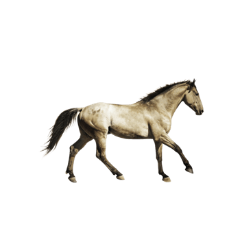 A Stunning Palomino Horse in Motion Against a Black Background png