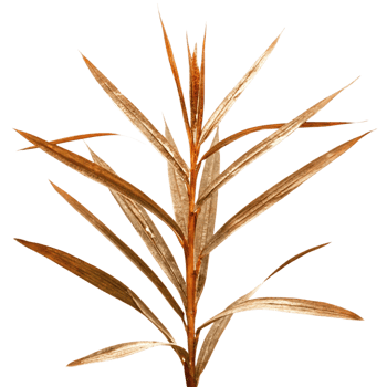 Closeup of Dried Plant Sprig with Long Slender Leaves and Brown Stem png