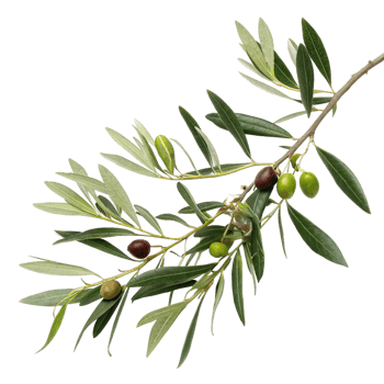 Closeup of a Branch of Olive Tree with Ripe and Unripe Olives and Lush Green Leaves png
