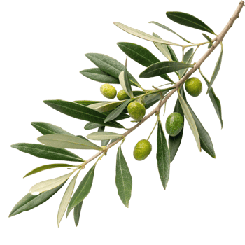 Closeup of a Lush Olive Branch with Green Olives and Leaves against a Black Background png