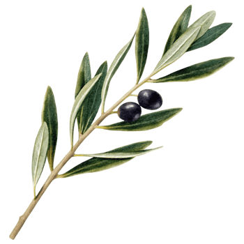 Detailed Illustration of an Olive Branch with Two Ripe Olives and Vibrant Green Leaves png