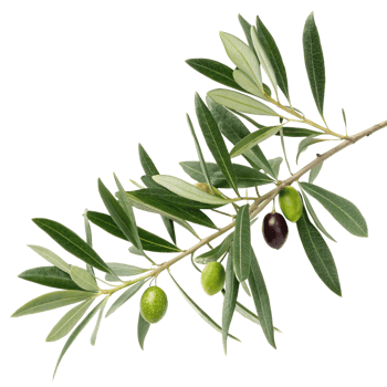 Closeup of Olive Branch with Green and Black Olives and Lush Leaves png