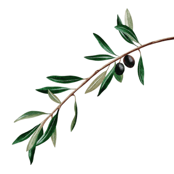 Watercolor Painting of Olive Branch with Two Ripe Olives and Lush Green Leaves png