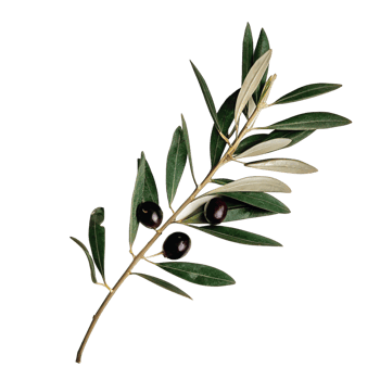Closeup of a Sprig of Olives with Lush Green Leaves against a Black Background png