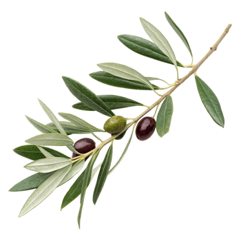 Closeup of a Branch with Ripe and Unripe Olives and Lush Green Leaves png